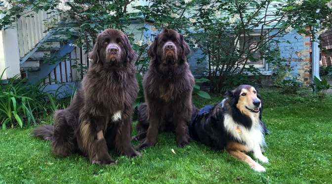 Corona Dogs